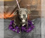 *FESTER - Male Chiweenie Dog for Adoption - Small photo