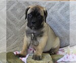 Small Photo #1 Bullmastiff Puppy For Sale in GREENBANK, PA, USA