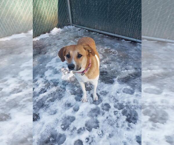 Medium Photo #7 Labrador Retriever-Unknown Mix Puppy For Sale in Brewster, NY, USA