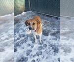 Small #6 Labrador Retriever Mix