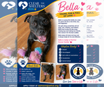 Small American Staffordshire Terrier Mix