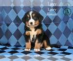 Small Photo #72 Bernese Mountain Dog Puppy For Sale in HARRISONBURG, VA, USA