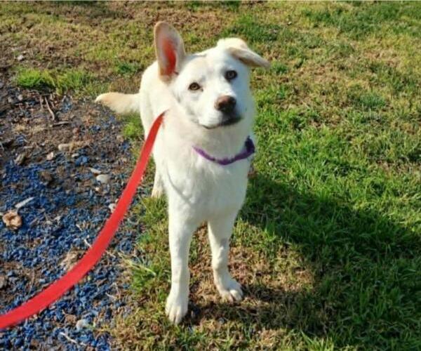 Medium Photo #3 Siberian Husky-Unknown Mix Puppy For Sale in Martinez, CA, USA