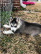 Small Photo #5 Siberian Husky Puppy For Sale in JOPLIN, MO, USA