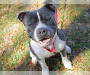 American Staffordshire Terrier-Unknown Mix Dogs for adoption in Tallahassee, FL, USA