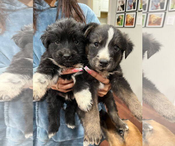 Medium Photo #3 Border-Aussie Puppy For Sale in Grafton, WI, USA