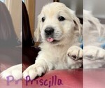 Small Photo #1 English Cream Golden Retriever Puppy For Sale in BLUE HILL, ME, USA