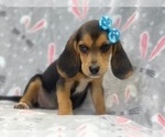 Small Photo #4 Beagle Puppy For Sale in LAKELAND, FL, USA
