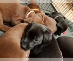 Small Photo #10 Labrador Retriever Puppy For Sale in SHREWSBURY, MA, USA