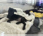 Small #1 Chiweenie