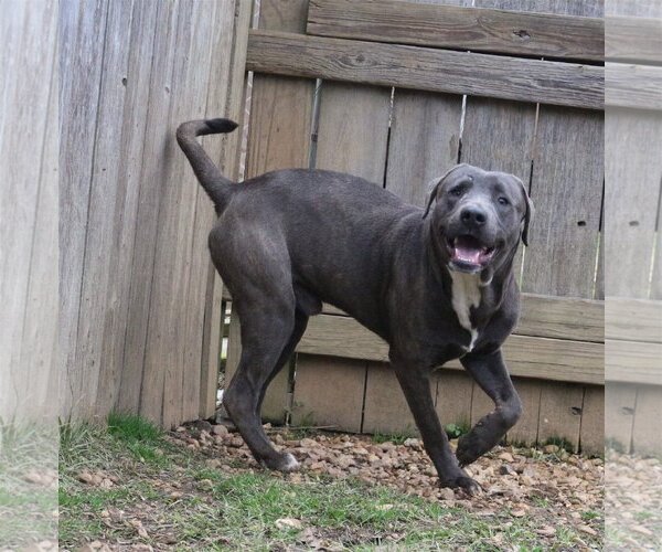 Medium Photo #3 Labrador Retriever-Unknown Mix Puppy For Sale in Jackson, MS, USA