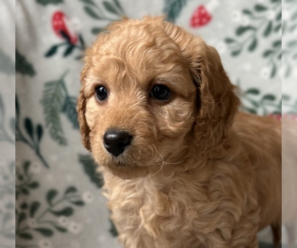 Medium Photo #5 Cavapoo (Miniature) Puppy For Sale in WAUSEON, OH, USA