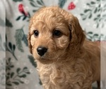 Puppy Puppy 2 Cavapoo (Miniature)