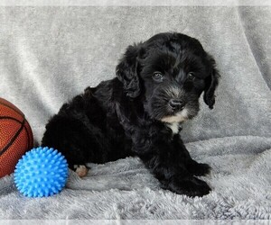 Miniature Labradoodle Puppy for sale in FREDERICKSBURG, OH, USA