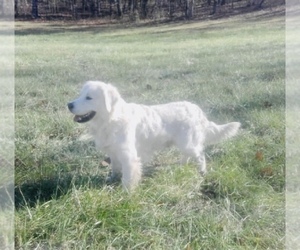 Father of the English Cream Golden Retriever puppies born on 10/22/2020