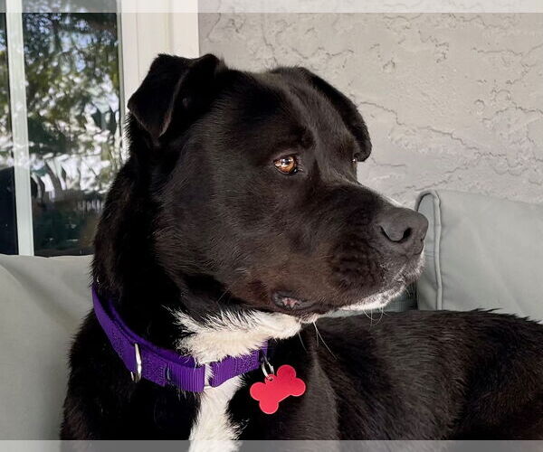 Medium Photo #5 Labrador Retriever-Unknown Mix Puppy For Sale in Oceanside, CA, USA