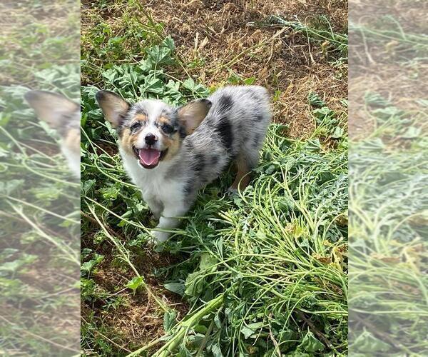 Medium Photo #1 Aussie-Corgi Puppy For Sale in BRIGGSDALE, CO, USA