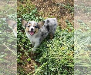 Aussie-Corgi Puppy for sale in BRIGGSDALE, CO, USA
