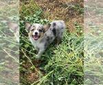 Small Aussie-Corgi