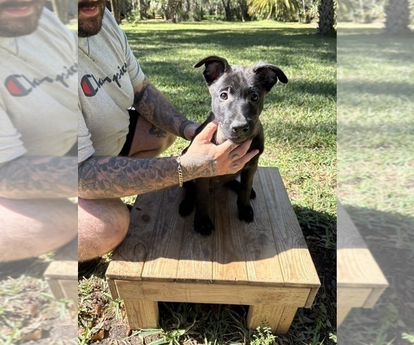 Medium Photo #5 Belgian Malinois Puppy For Sale in LAKE MARY, FL, USA