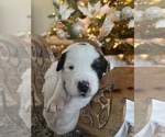 Small Photo #2 Great Pyrenees-Saint Bernard Mix Puppy For Sale in ROLAND, IA, USA
