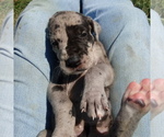 Small Photo #22 Great Dane Puppy For Sale in PIERSON, MI, USA