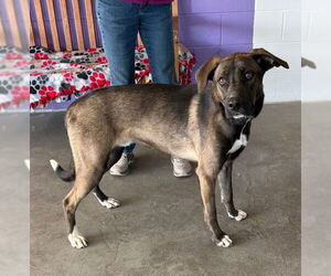 Labrador Retriever-Unknown Mix Dogs for adoption in Genesee, WI, USA