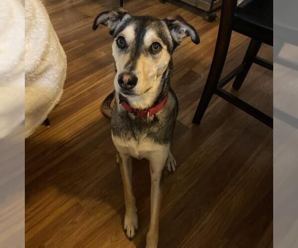 Medium Photo #16 Huskies -Unknown Mix Puppy For Sale in San Diego, CA, USA