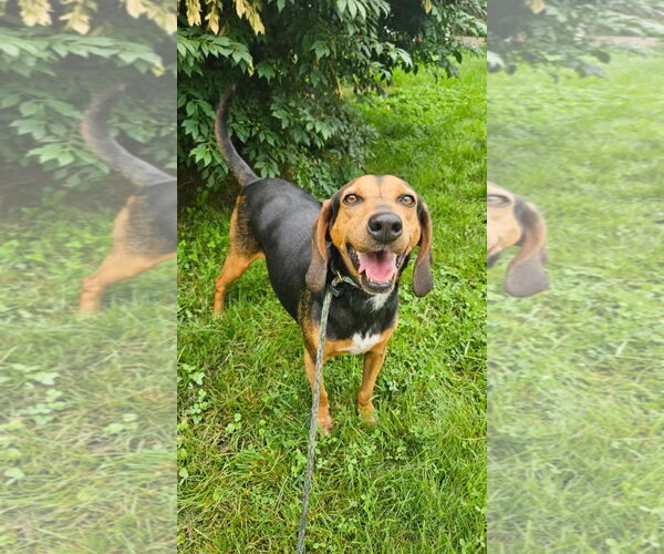 Medium Photo #3 Black and Tan Coonhound Puppy For Sale in Westminster, MD, USA