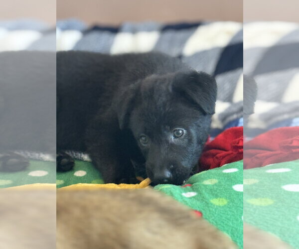 Medium Photo #3 Labrador Retriever-Unknown Mix Puppy For Sale in San Diego, CA, USA