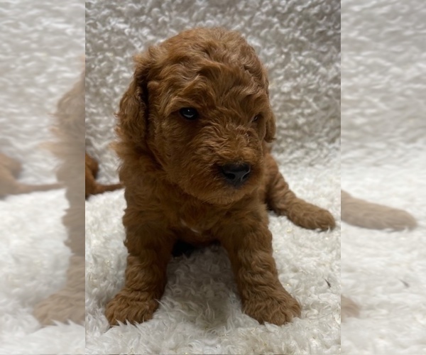Medium Photo #6 Goldendoodle (Miniature) Puppy For Sale in HULL, IA, USA