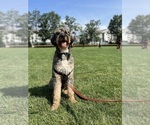 Small Photo #1 Bernedoodle-English Cream Golden Retriever Mix Puppy For Sale in MONTCLAIR, NJ, USA