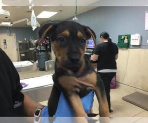 German Shepherd Dog-Unknown Mix Dogs for adoption in Riverside, CA, USA