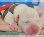 Small Photo #8 Olde English Bulldogge Puppy For Sale in ATHENS, AL, USA