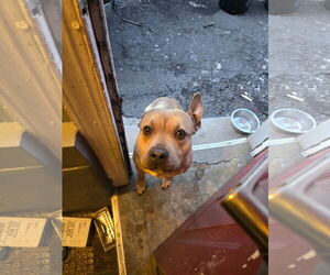 American Staffordshire Terrier-Unknown Mix Dogs for adoption in Rockaway, NJ, USA