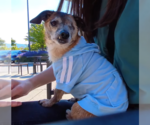 Small #1 Chiweenie