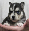 Small Photo #3 Alaskan Klee Kai Puppy For Sale in SEBRING, FL, USA