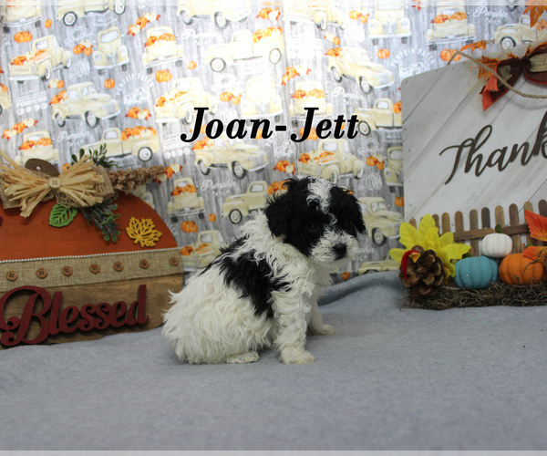 Medium Photo #14 Poodle (Toy) Puppy For Sale in CHANUTE, KS, USA