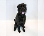Small #5 Poodle (Standard) Mix