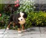 Small #2 Bernese Mountain Dog