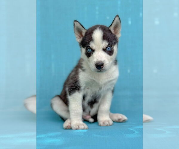 Medium Photo #6 Siberian Husky Puppy For Sale in PIPE CREEK, TX, USA