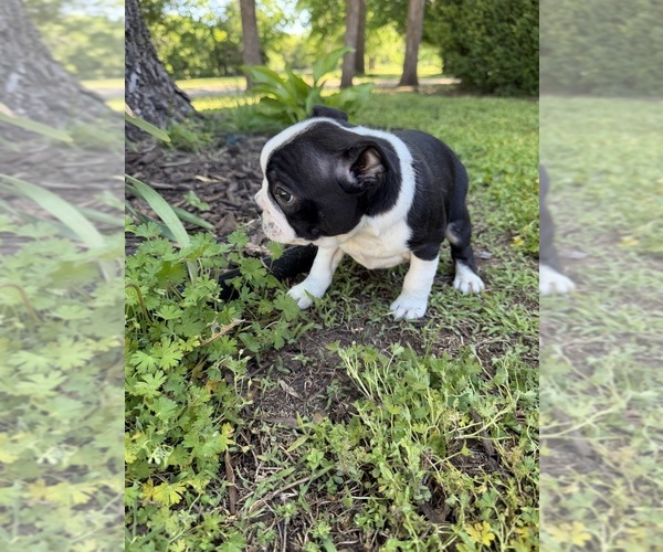 Medium Photo #6 Boston Terrier Puppy For Sale in FREDONIA, KS, USA