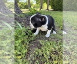 Small #5 Boston Terrier