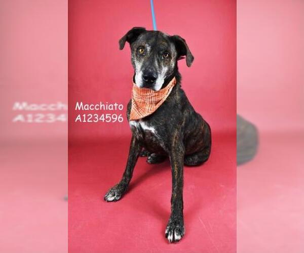 Medium Photo #1 Mutt Puppy For Sale in Bakersfield, CA, USA