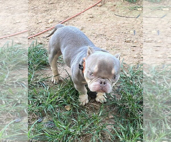 Medium Photo #3 Mutt Puppy For Sale in Spotsylvania, VA, USA