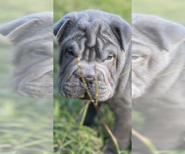 Medium Photo #1 Chinese Shar-Pei Puppy For Sale in CAYCE, SC, USA