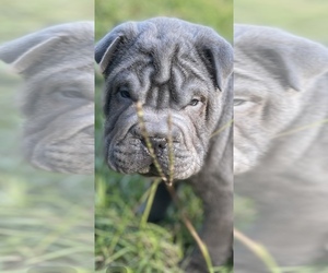 Chinese Shar-Pei Puppy for sale in CAYCE, SC, USA