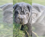 Small Photo #1 Chinese Shar-Pei Puppy For Sale in CAYCE, SC, USA