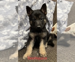 German Shepherd Dog Puppy for sale in GREENVILLE, PA, USA