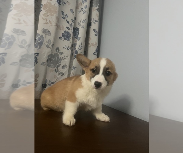 Medium Photo #31 Pembroke Welsh Corgi Puppy For Sale in DURHAM, CT, USA